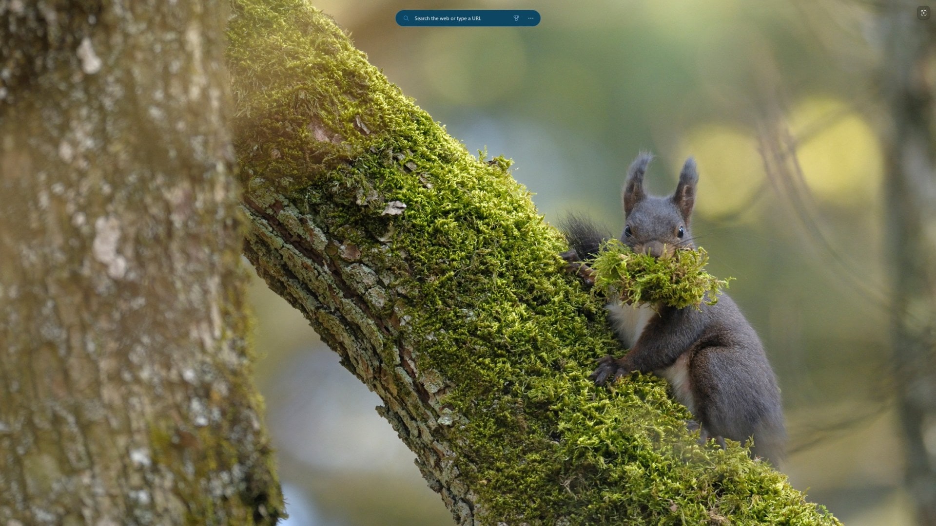 Bing Wallpaper App: Instantly Transform Your Windows 11 Desktop with Stunning Daily Images